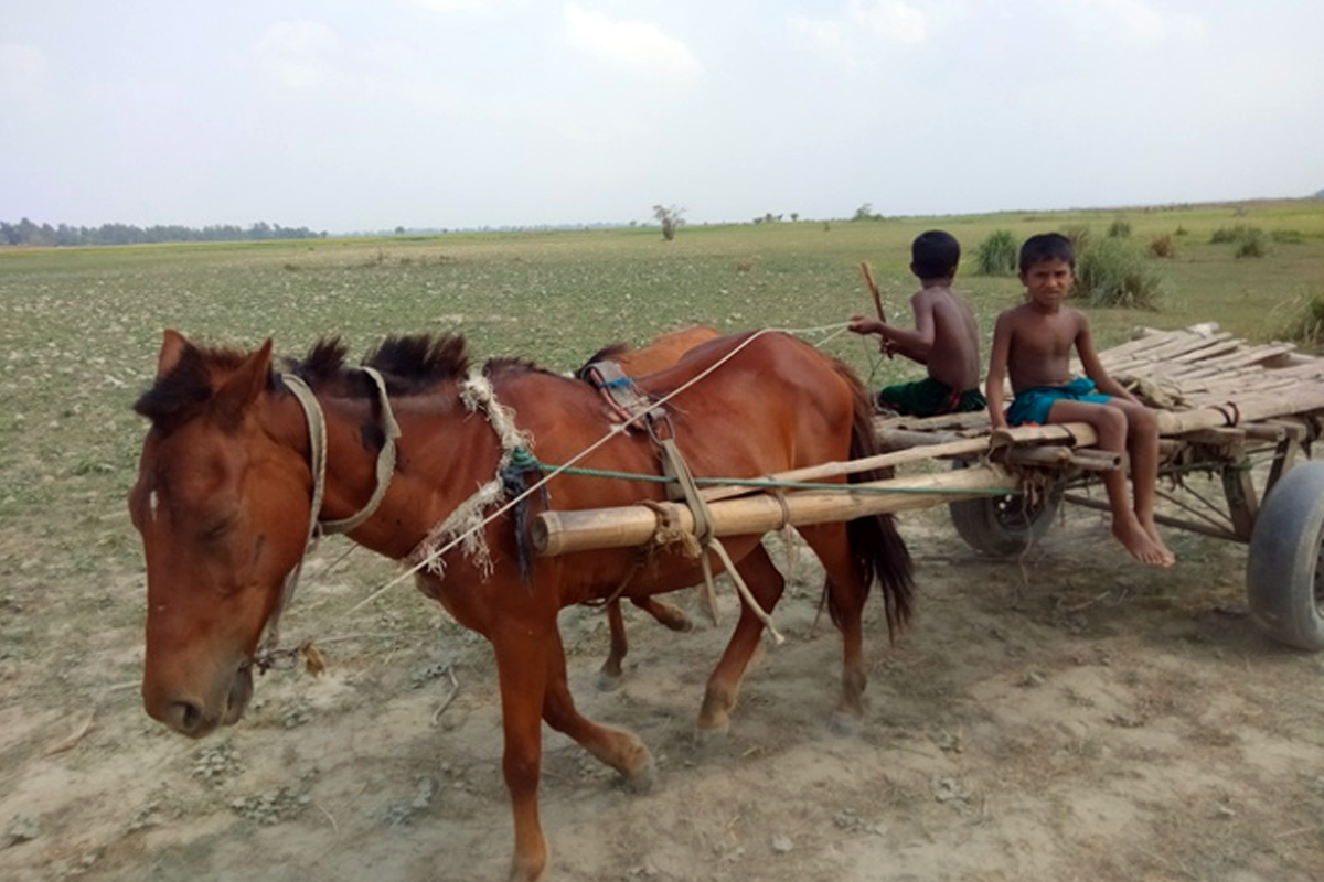 The story of Two children horse carriage driver!